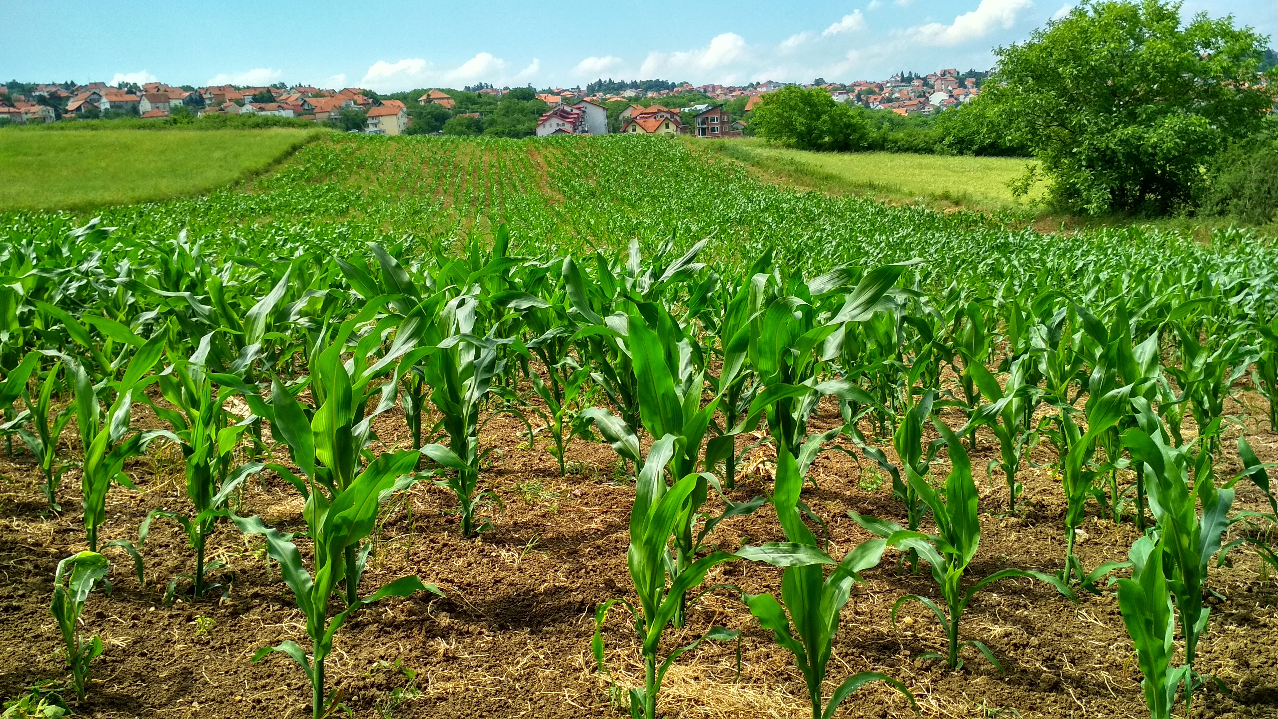 corn-cornfield-crop-1112080.jpg