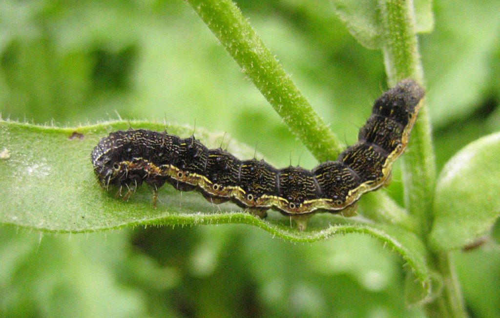 Cotton bollworm