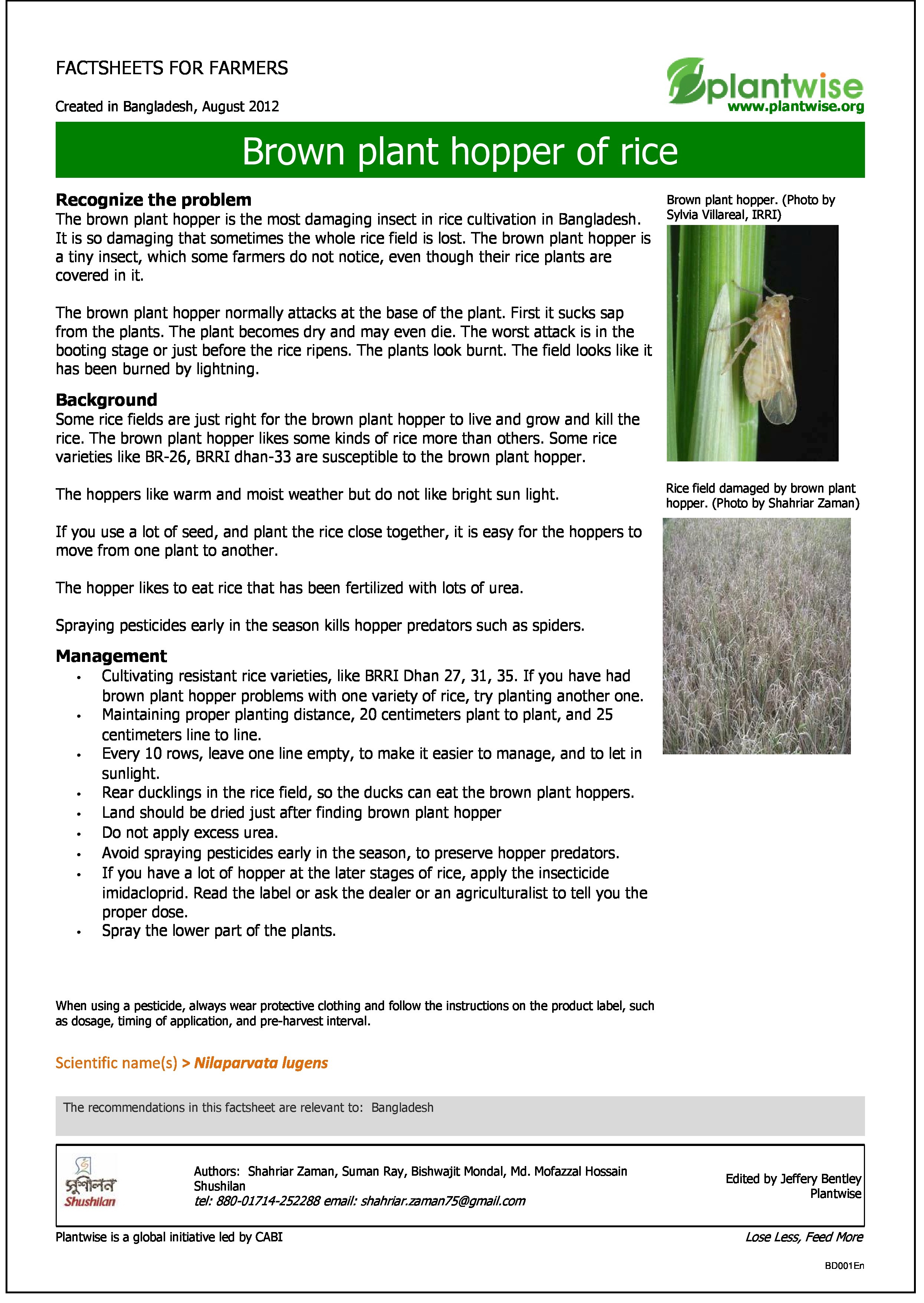 Bph In Rice Factsheet of the month: November - Brown planthopper of rice ...