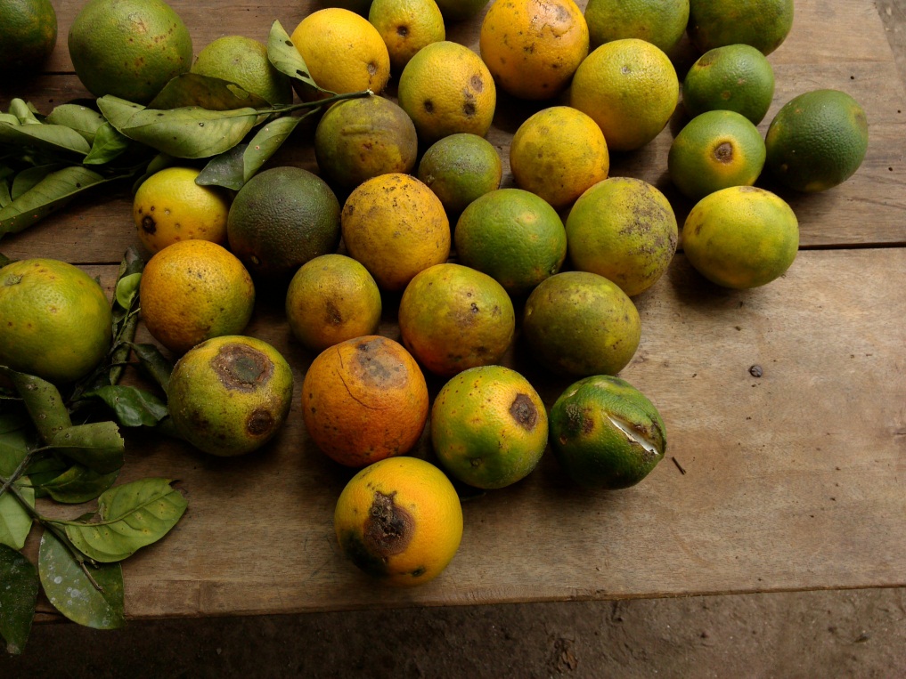Combatting the “black spot” on citrus production in Ghana