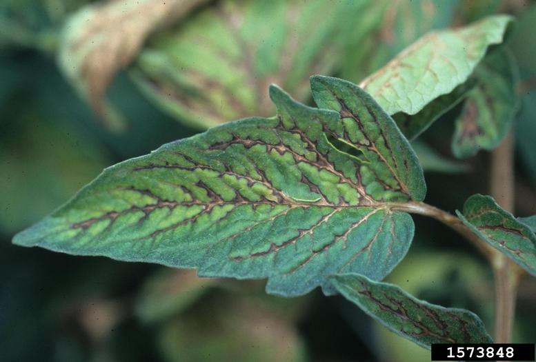 Tomato Ringspot Virus Raspberry Update: New Pest & Disease Records (11 May 16) – PlantwisePlus Blog
