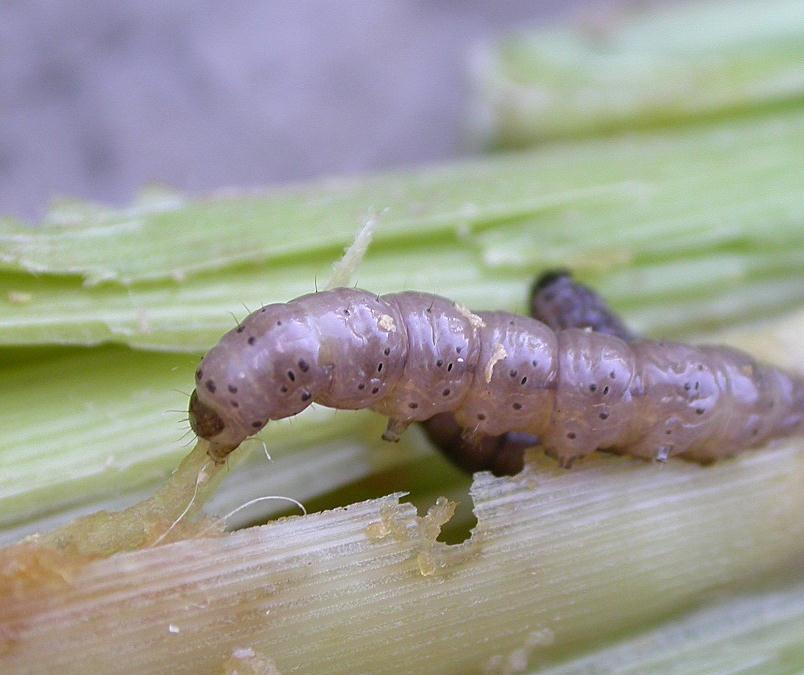 Maize stalk borer