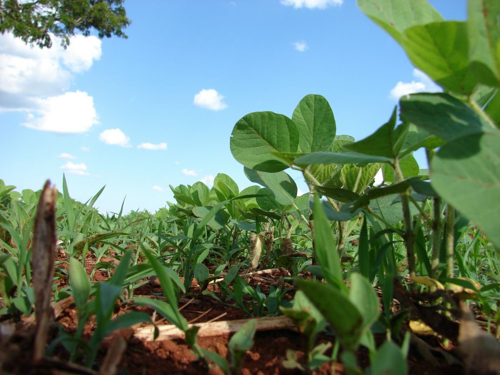 The benefits of crop rotation for corn and soybean PlantwisePlus Blog