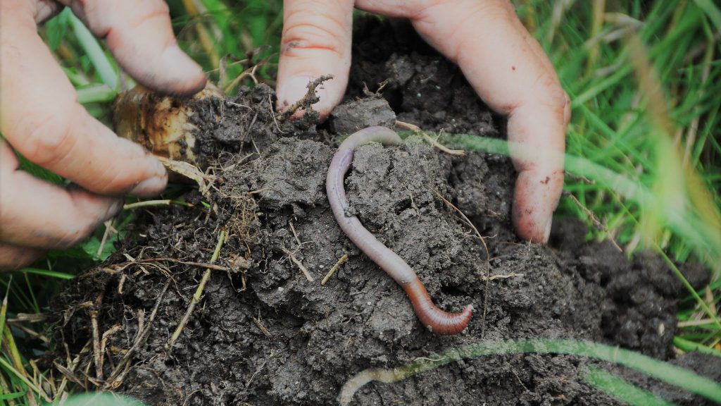 earthworm on mud