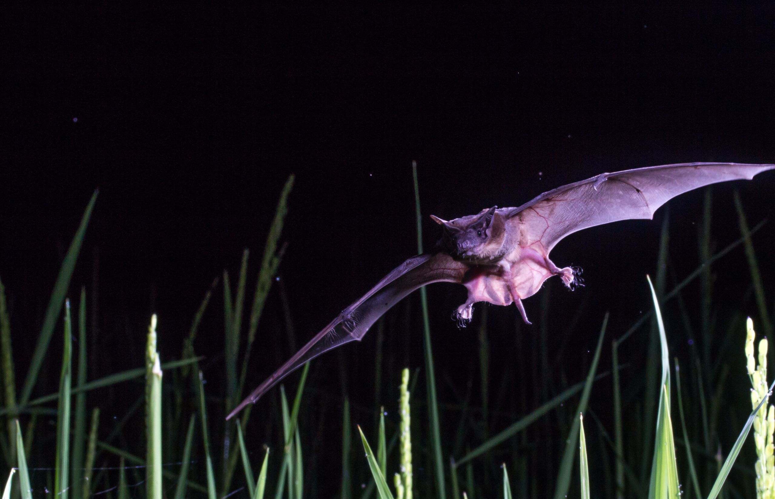 Agricultural pest control by bats in Madagascar PlantwisePlus Blog