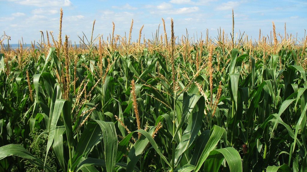 Maize field