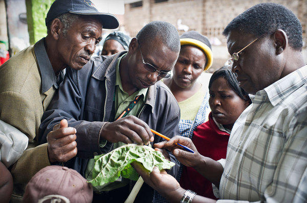 CABI study identifies safer options for fall armyworm control in Africa 