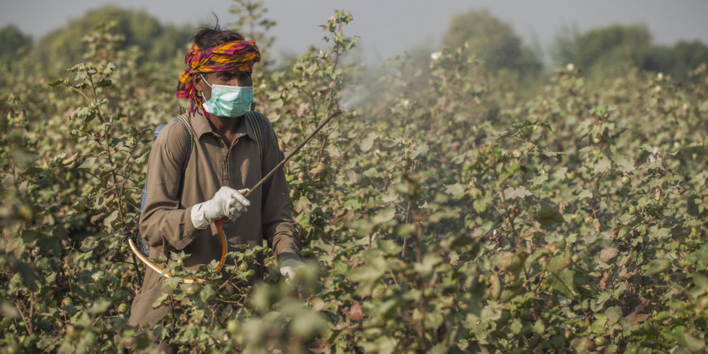 Farmer sprays pesticide in the cotton field at the village Khudabad Chandia in Mityari, Sindh, Pakistan.