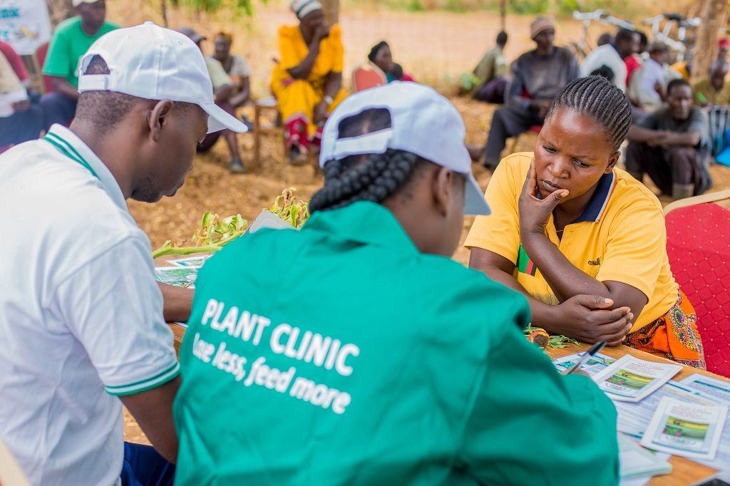 Chinyunyu Plant Clinic in Rufunsa district, Zambia. Photo: David Ng’ambi for CABI