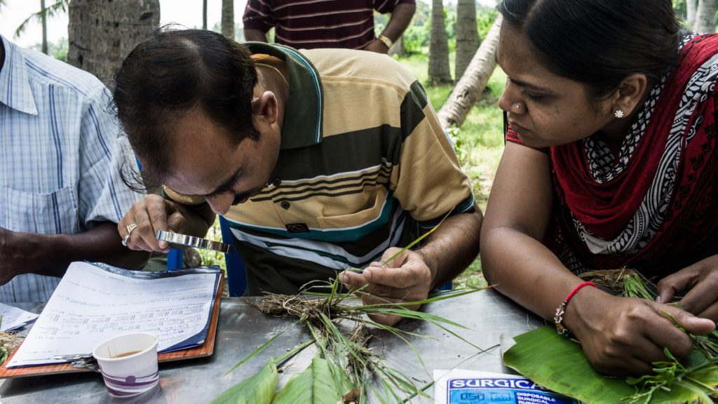 Two plant doctors inspect paddy crop at a plant clinic in Puducherry, India