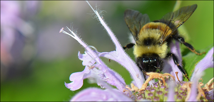 Rusty patched bumble bee feeding on wild bergamot