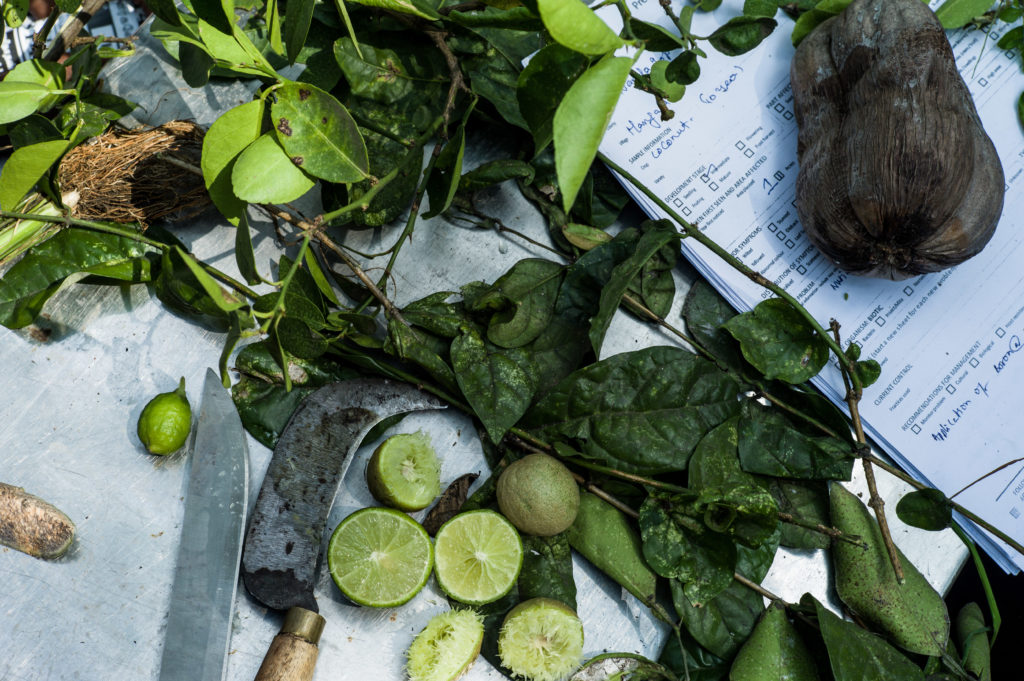 Plant samples on a table being assessed by plant doctors in India