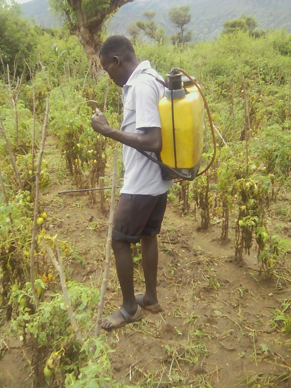 Education on safe pesticide use crucial for farmers in rural Kenya