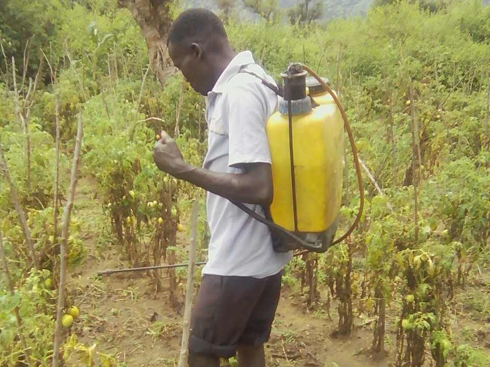 Young farmer spraying pesticides on crop without proper protective clothing