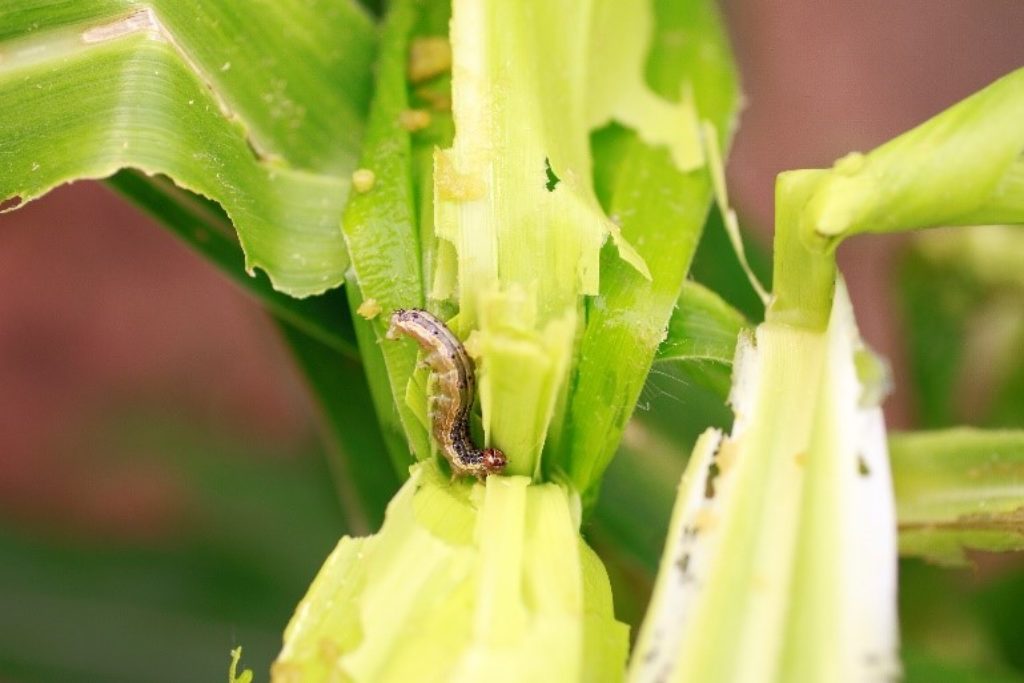 Close-up of a southern armyworm on a leaf