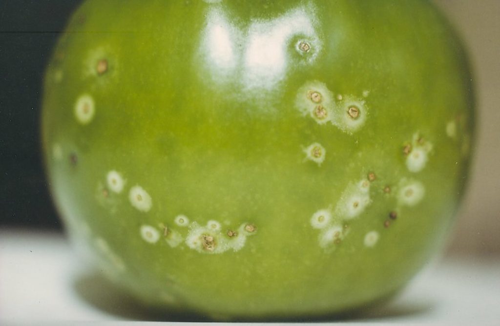 Bacterial canker disease (Clavibacter michiganensis) lesions on unripe tomato