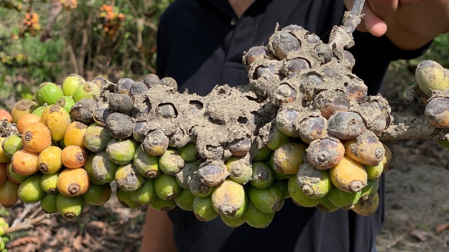 Coffee crops worst-hit by volcanic ash after eruption in the Philippines