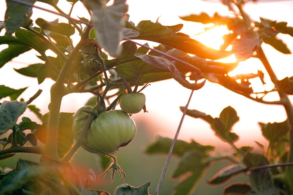 tomato plant