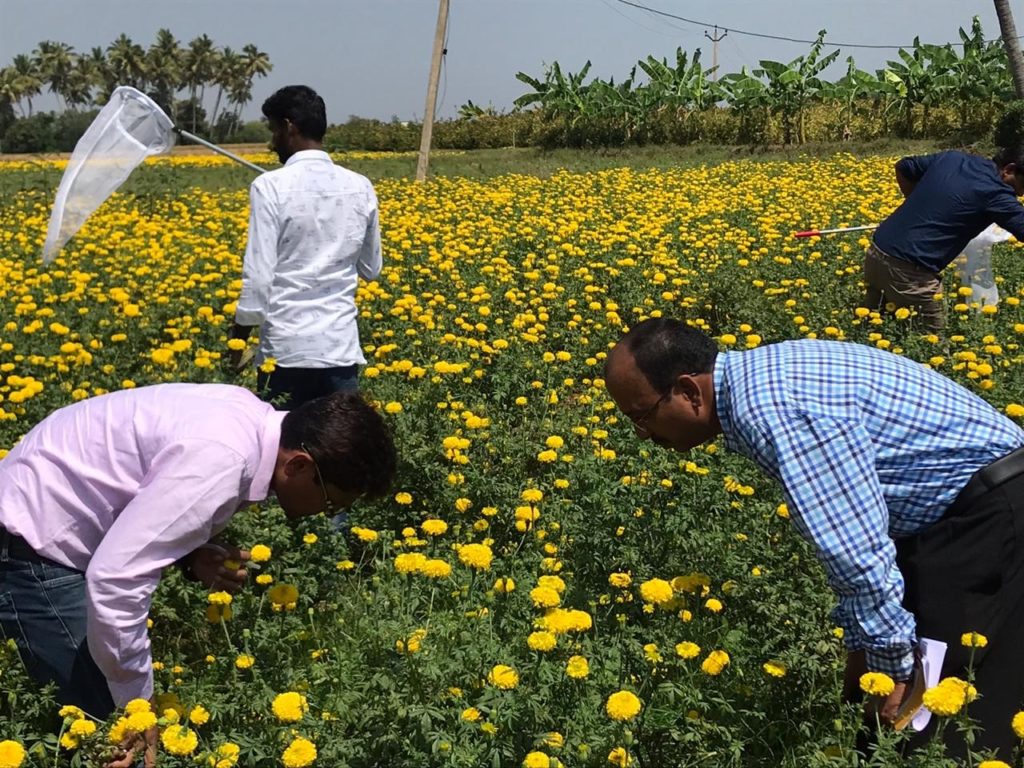 India Plant Doctors