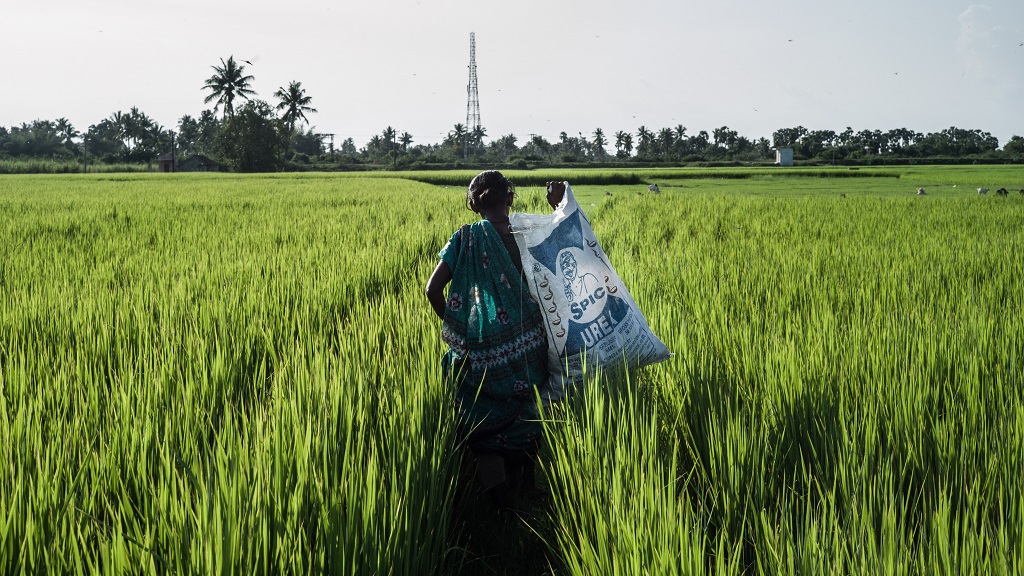 55 year old Valli Kupuswamy carries a bag of grass (for cattle) she collected from her paddy field in Embalam village outside of Pondicherry, India. Photo: Sanjit Das/Panos