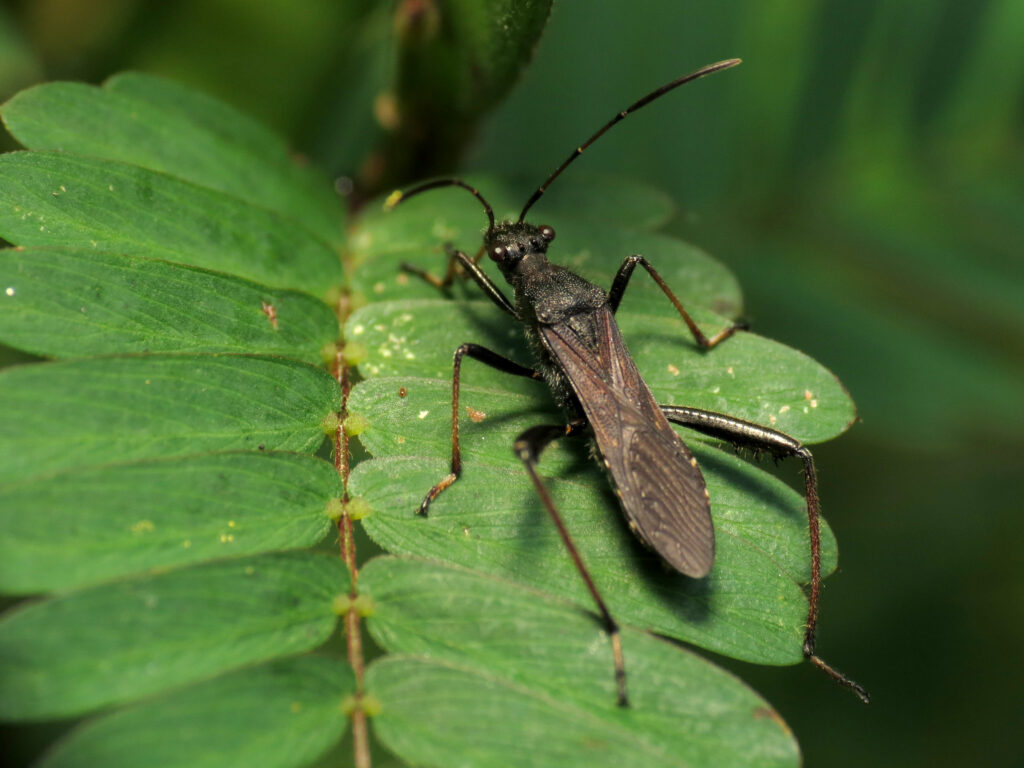 broad headed bugs pictured on a leave.