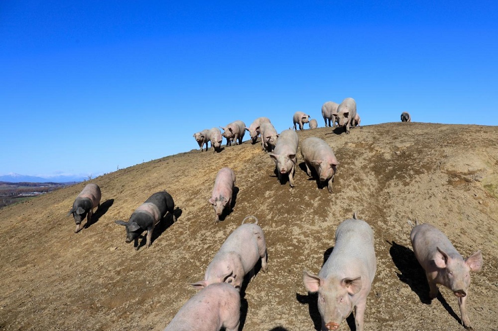 Gene editing in pigs