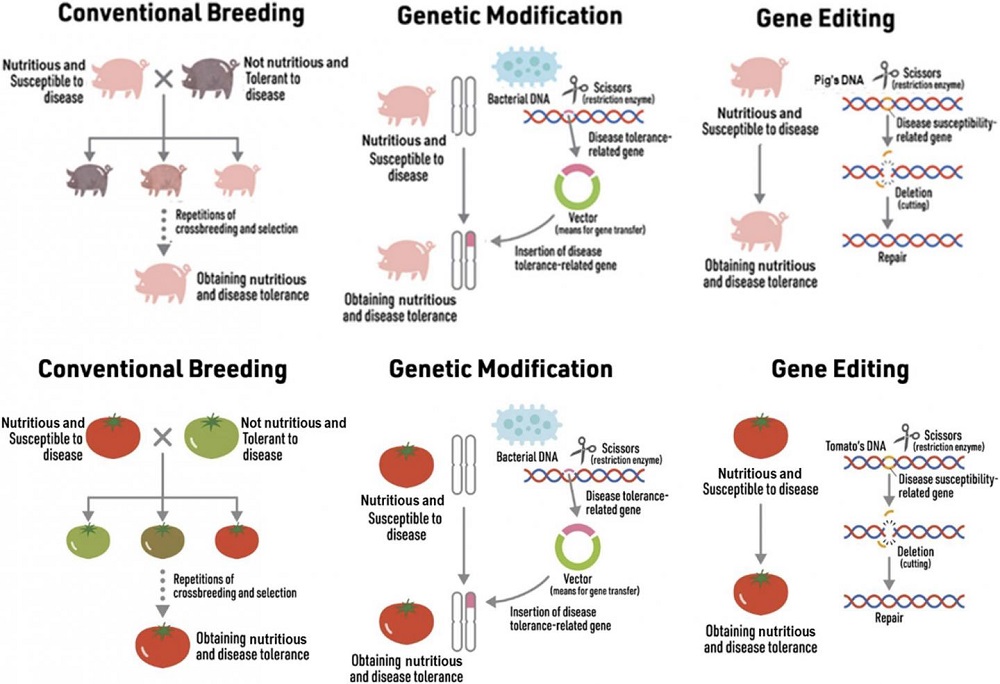 Pig Heart Gene Editing At Billy Mcmanus Blog