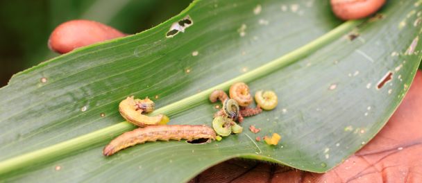 fall armyworm on a leaf