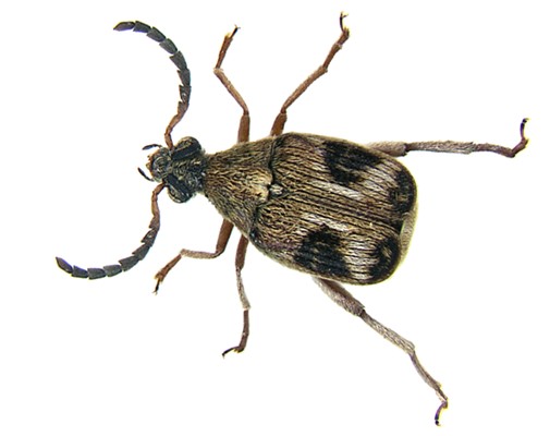 cowpea weevil