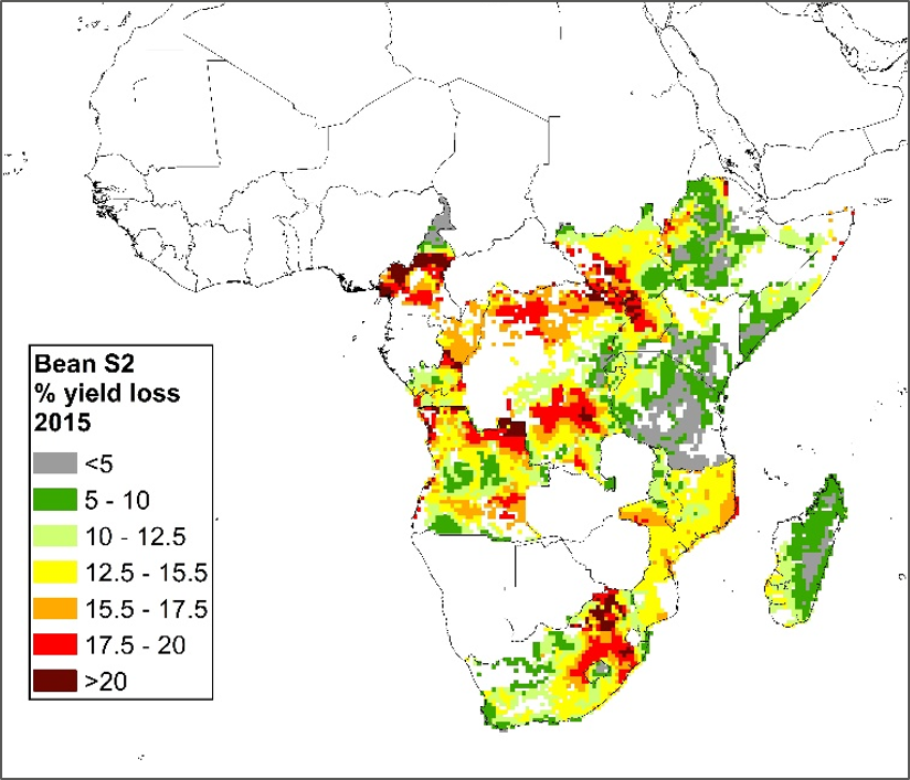 bean yield losses from ozone pollution