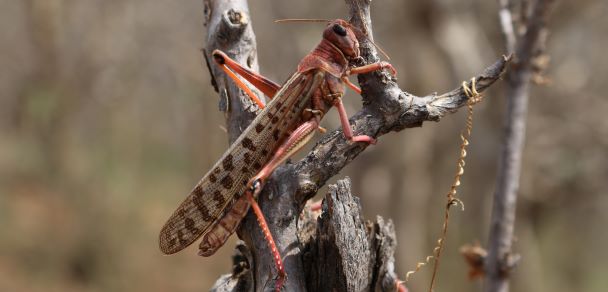 Desert locust