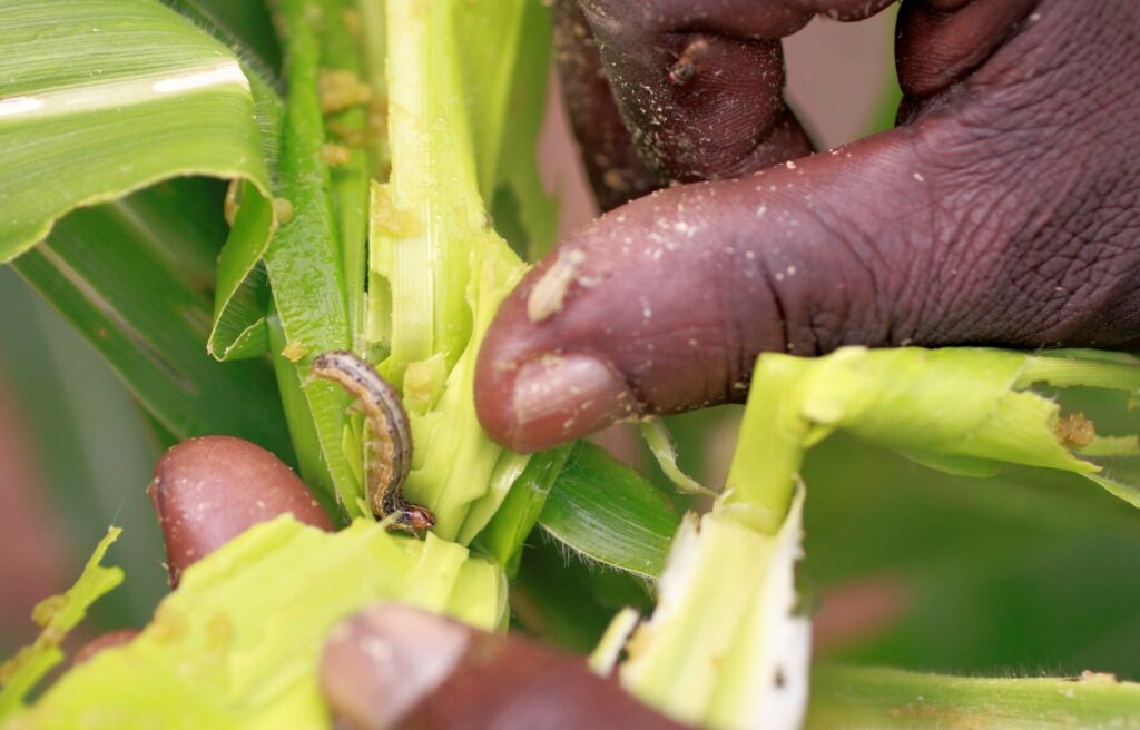 fall armyworm