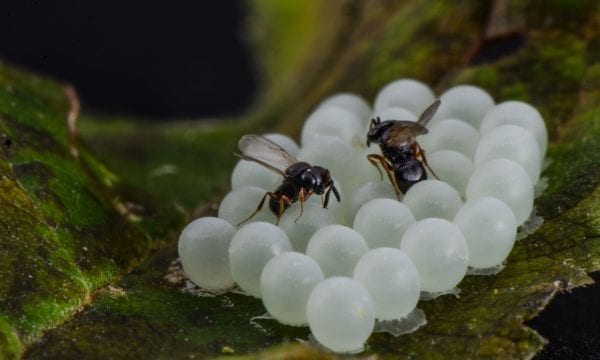 Trissolcus parasitoids attacking halyomorpha egg