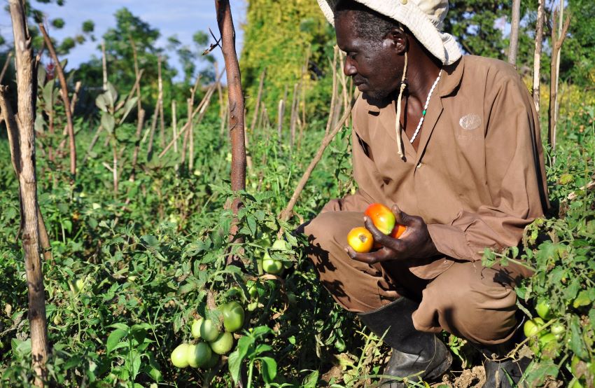 Farmer in Uganda