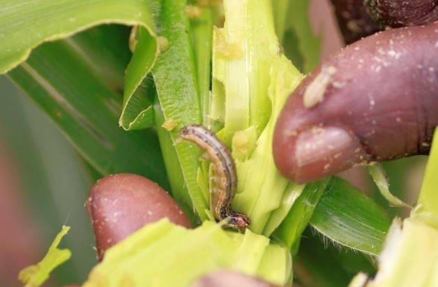 fall armyworm on a leaf