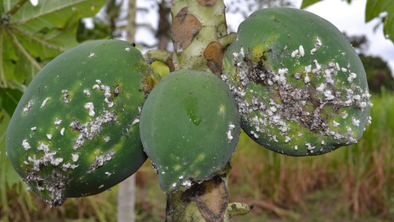 papaya mealy bug