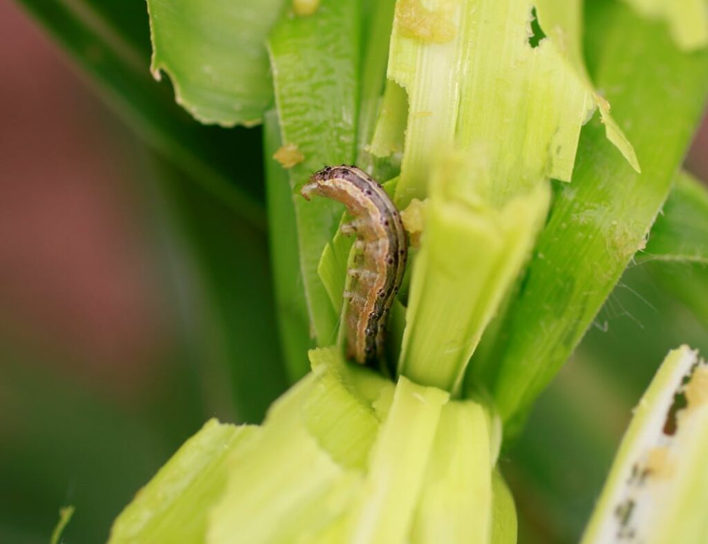 Diagnose a fall armyworm pest problem