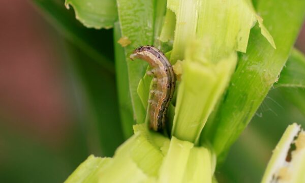 Diagnose a fall armyworm pest problem