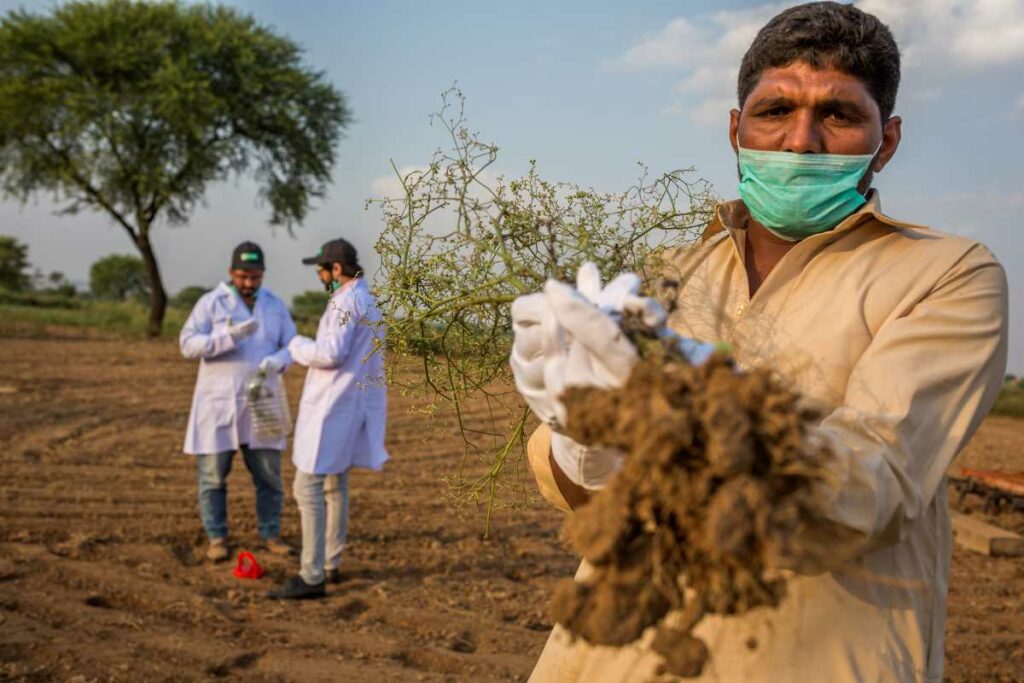 Parthenium in Pakistan