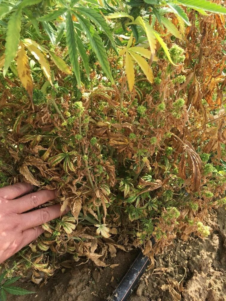 Hemp plant exhibiting severe witches’ broom disease