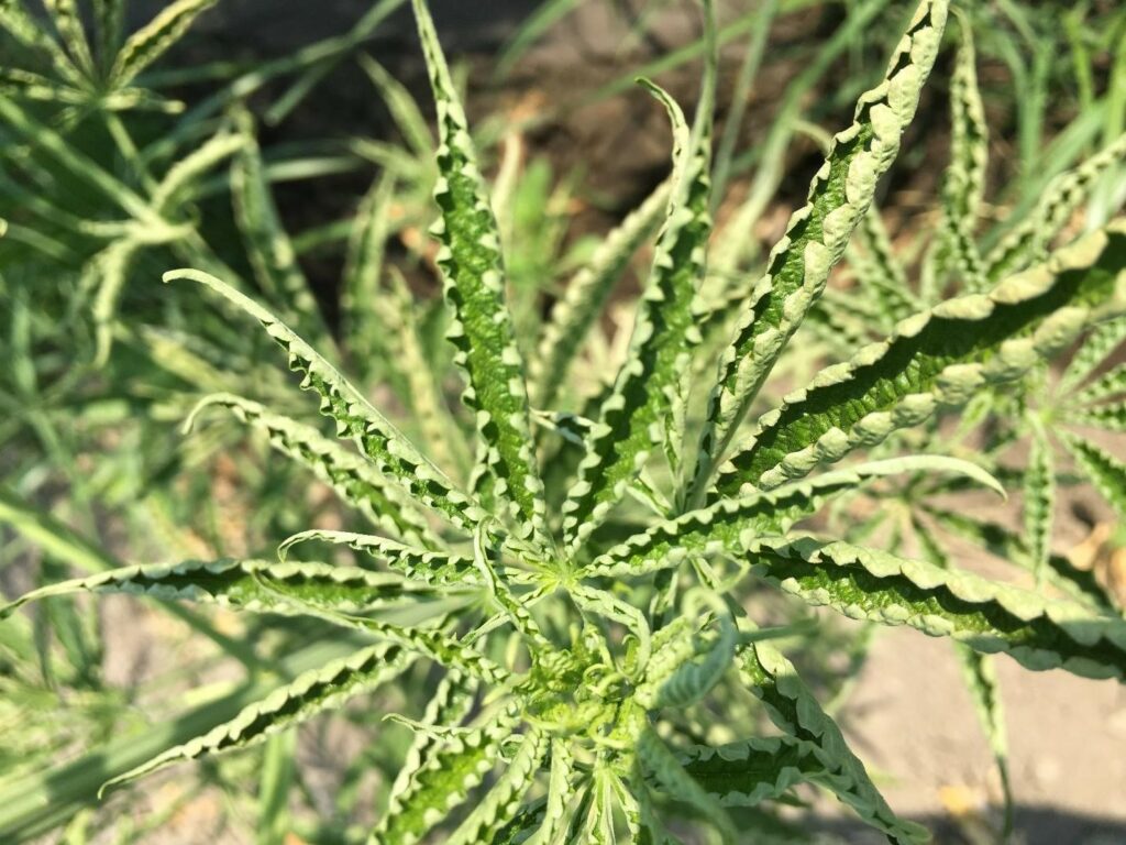 Hemp plant with leaf upward curl and severe stunting