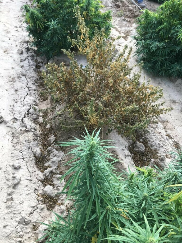 Figure 4. A hemp plant killed by crown rot caused by P. aphanidermatum