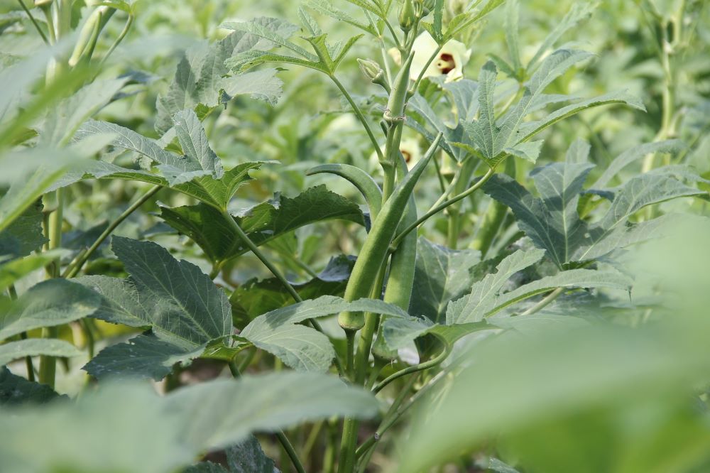 Okra crop pests