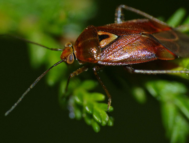 new pest records: mirid bug