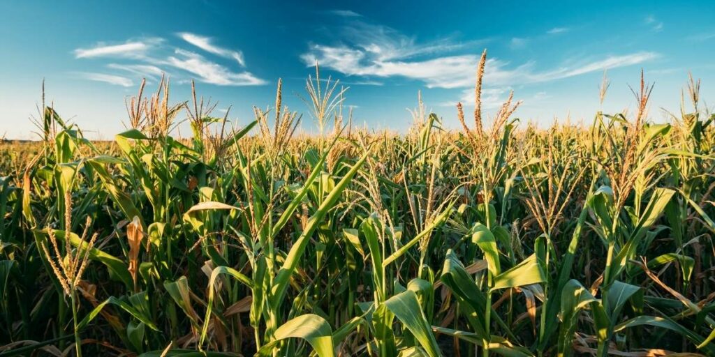 Maize field