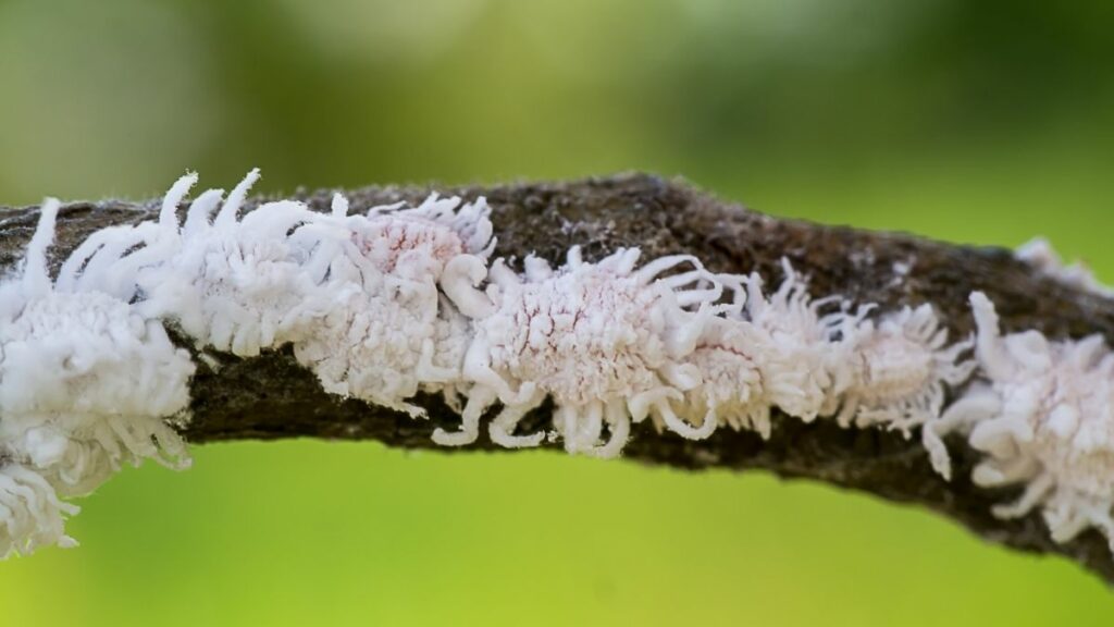 Mealy bug on a branch