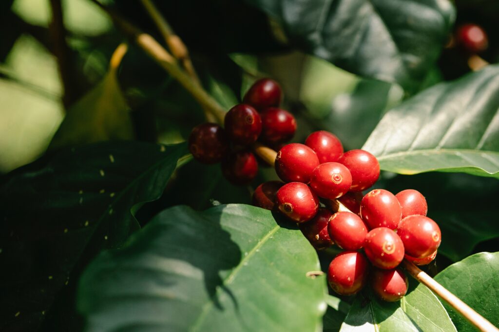 Threats to coffee production