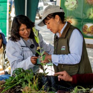 Plantwise plant doctor and INIA's Estacion Experimental Santa Ana Huancayo's coordinator Flavia Felix Huanca, runs a plant clinic at Concepcion’s main square, near Huancayo, Peru.