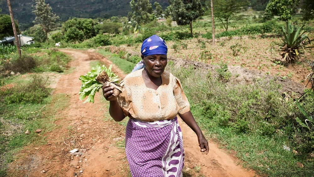 Female farmer walks along dirt track holding vegetable crop, Kenya