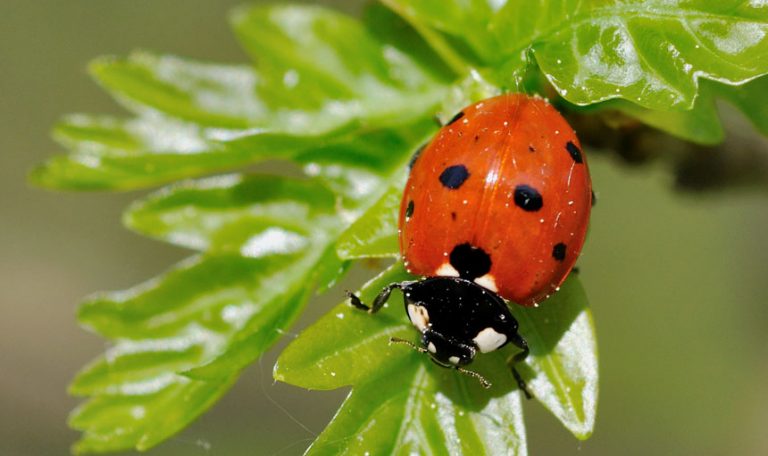 Ladybird biological control